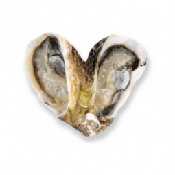 Inséparables Fine Oyster - GEAY