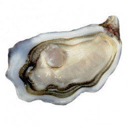 La Reserve Tarbouriech Oyster