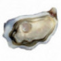 La Reserve Tarbouriech Oyster