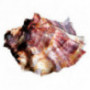 Speciale Pink Oyster - Tarbouriech
