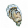 St Vaast Normandy Oyster