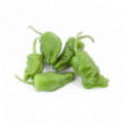 Padrone Pepper