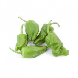 Padrone Pepper