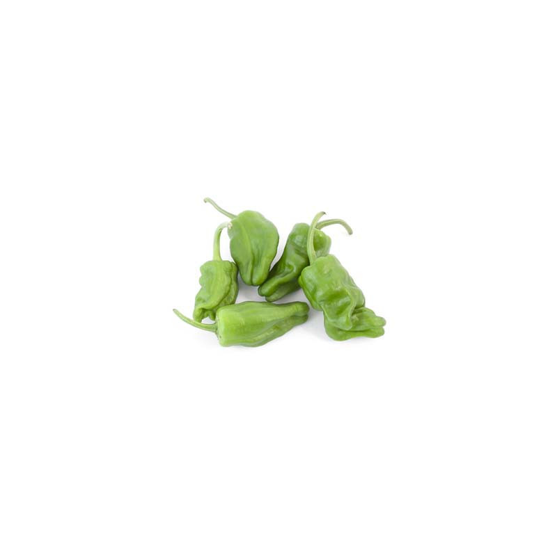 Padrone Pepper