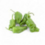 Padrone Pepper