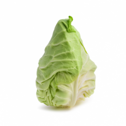 Pointed Cabbage