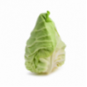 Pointed Cabbage