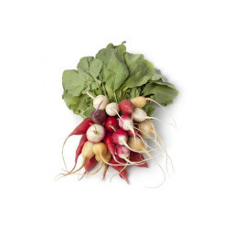 Multicolored Radish