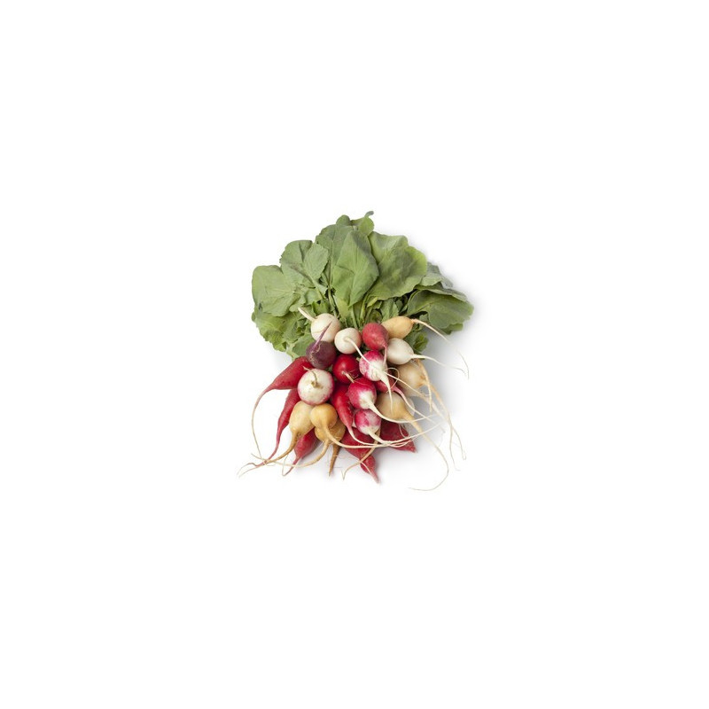 Multicolored Radish