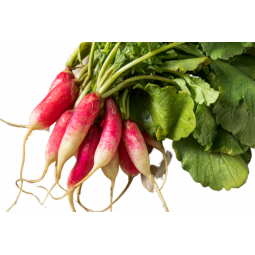 Radish Long Pink