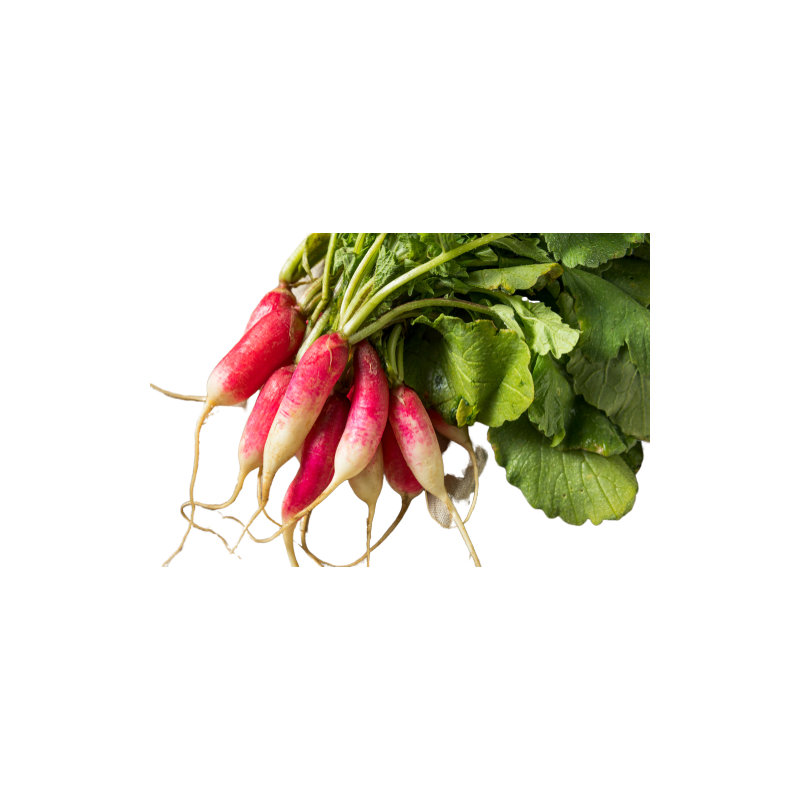 Radish Long Pink Radish Long Pink
