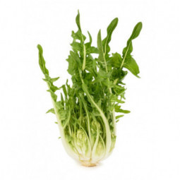 Puntarelle