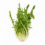 Puntarelle