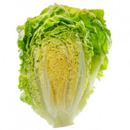 Lettuce - Sucrine Romaine