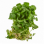 Watercress