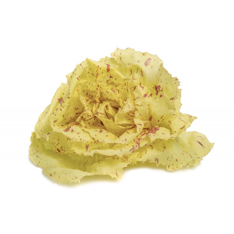Salad Castelfranco Salad Castelfranco