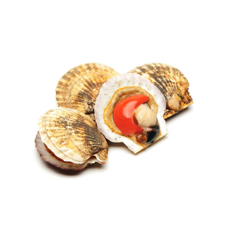 Coquilles Saint Jacques