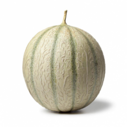 Melon Philibon