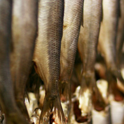 Up close Herring Fillets