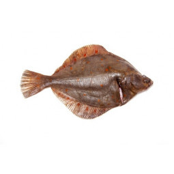 Plaice