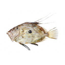 John Dory