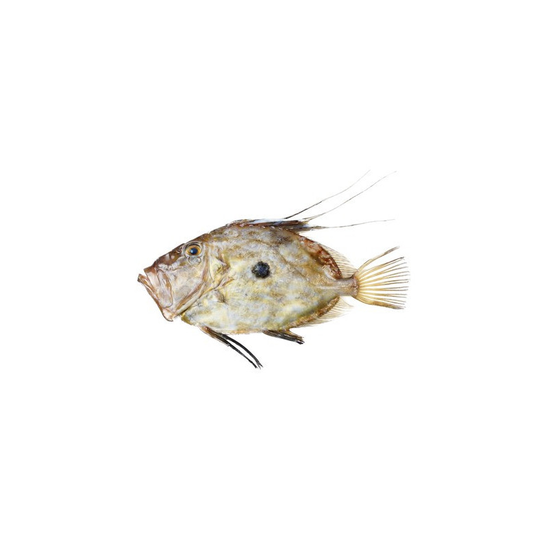 John Dory