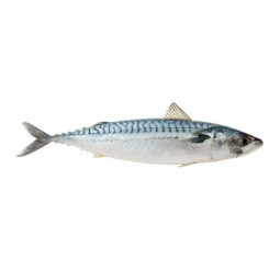 Mackerel