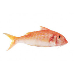Red Mullet