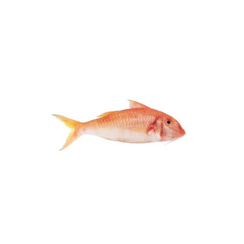 Red Mullet