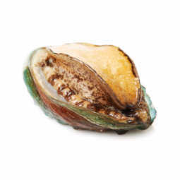 Farmed Live Abalone