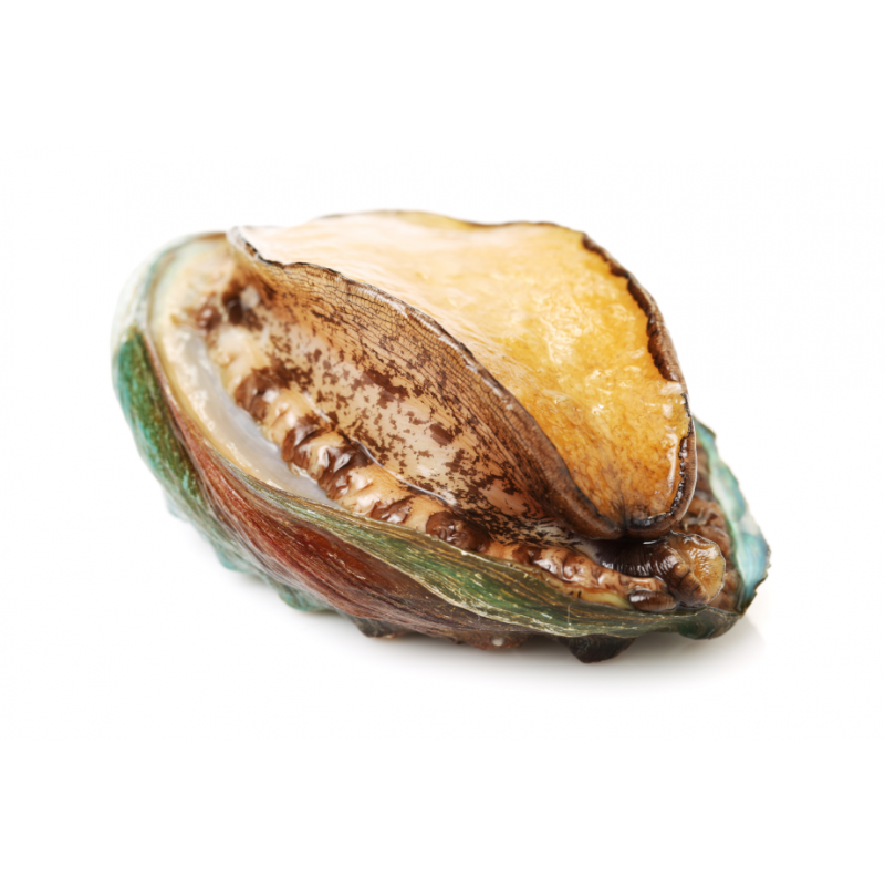 Farmed Live Abalone