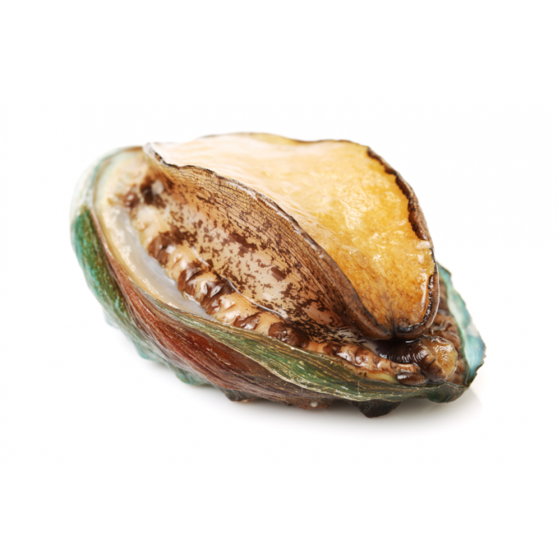 ABALONE