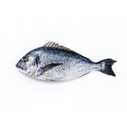 Grey Seabream