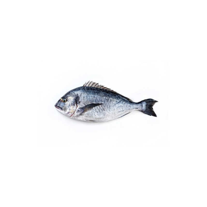 Grey Seabream