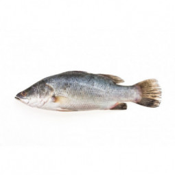 Seabass Ikejime