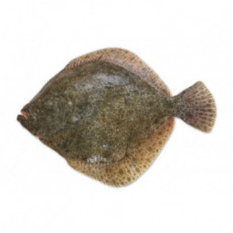 Turbot