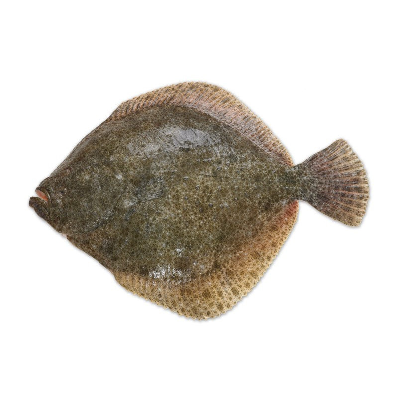 Turbot