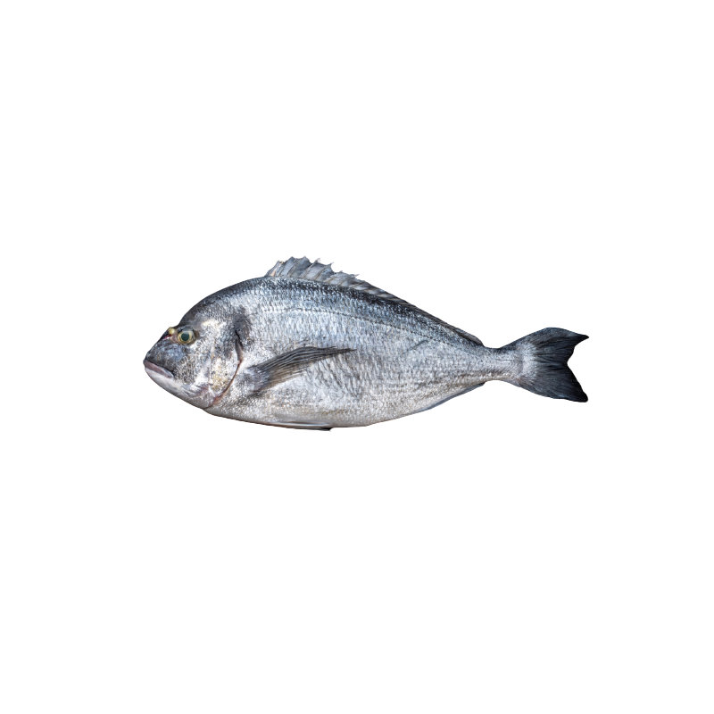 Royal Seabream