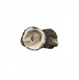 Belon flat oysters