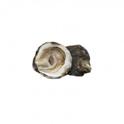 Belon flat oysters
