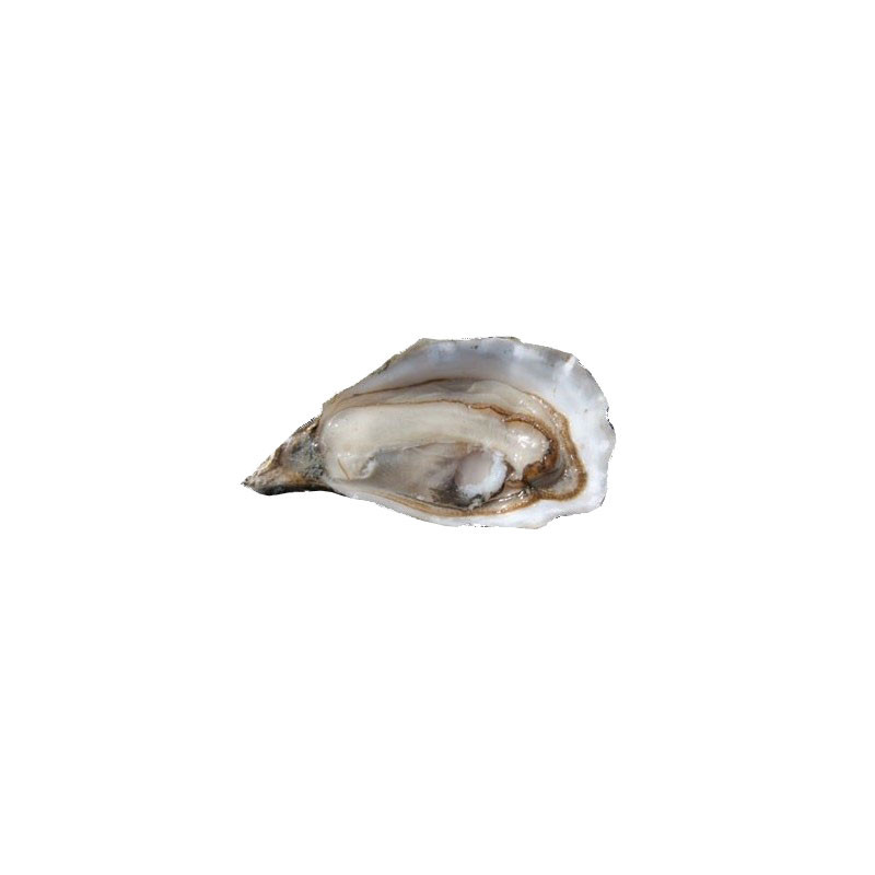 Fine Istrenn Oyster - PSK