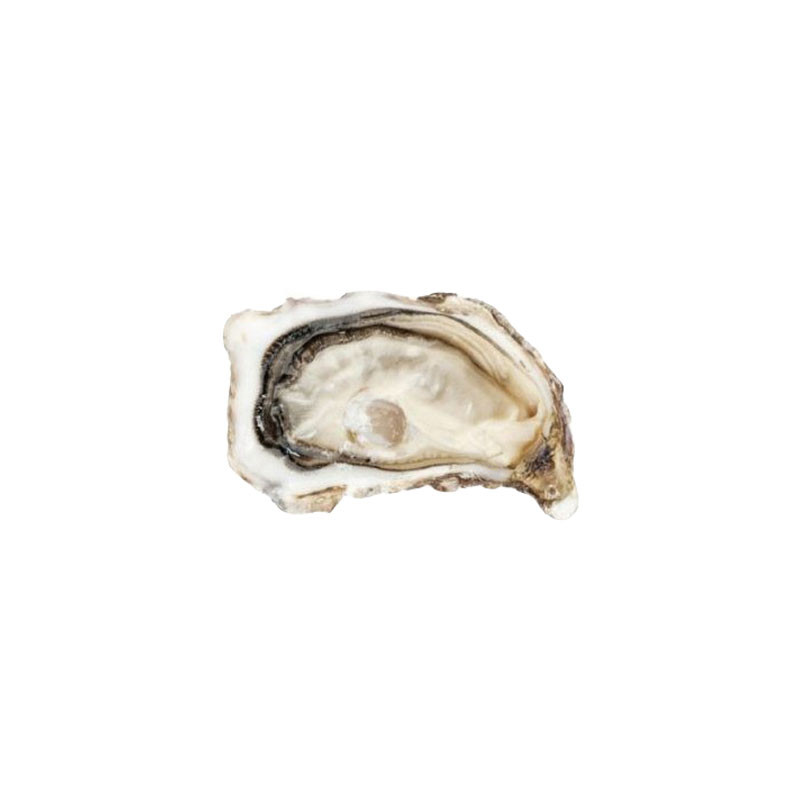 Fine Cadoret Oyster Fine Cadoret Oyster