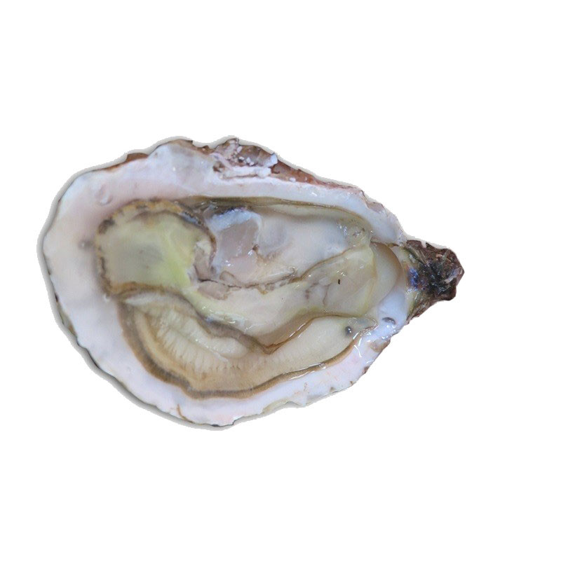 Bouzigues Oyster - Cadoret