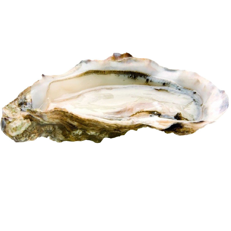 Pousse en Claire Oyster - GEAY Pousse en Claire Oyster - GEAY