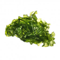 Sea Lettuce Seaweed