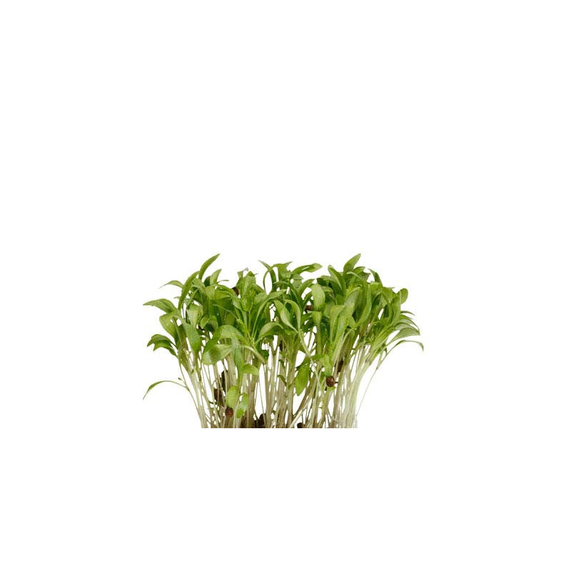 Ghoa Cress Koppert Cress