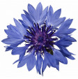 Flower Blue Corn