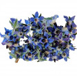 Flower Blue Borage