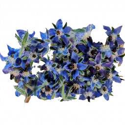 Flower Blue Borage