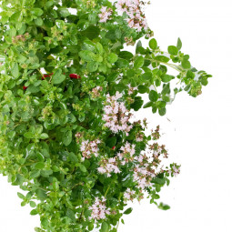 Marjoram